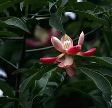 木蓮苗 木蓮苗批發 促銷價格 產地貨源 阿里巴巴