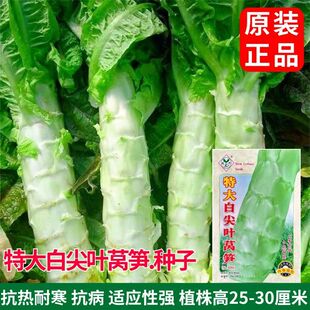 �ش�׼��~�n�S�N�Ӱ׼��~�n�ķN���� �߲˷N���͟��ͺ��ļ����N