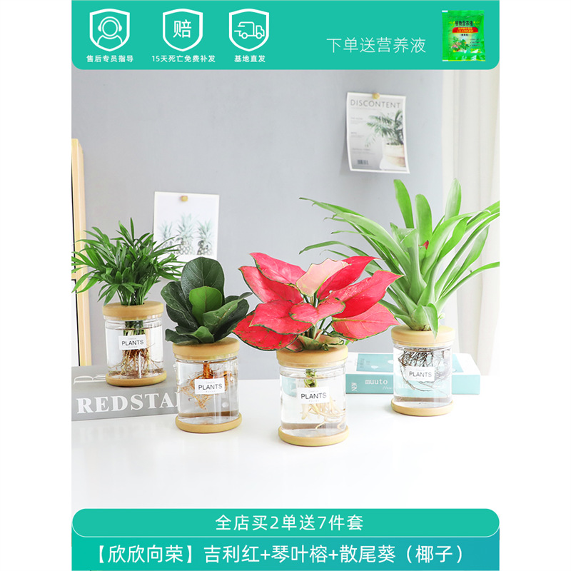 Plantas hidropónicas en maceta de flores de oficina de flores pequeñas plantas verdes en todas las estaciones, fácil de cultivar plantas en maceta de agua suculenta.