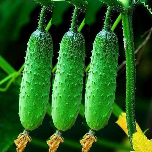 [Непобедимый Фруктовые Семена Огурец Благообеспеченный Деревенский Огурец Вкус Хорошее Качество Хороший Аромат Сильный]