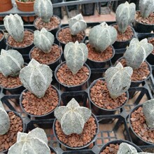 ��ڣ�[�P��Astrophytum myriostigma 'Onzuka'����������