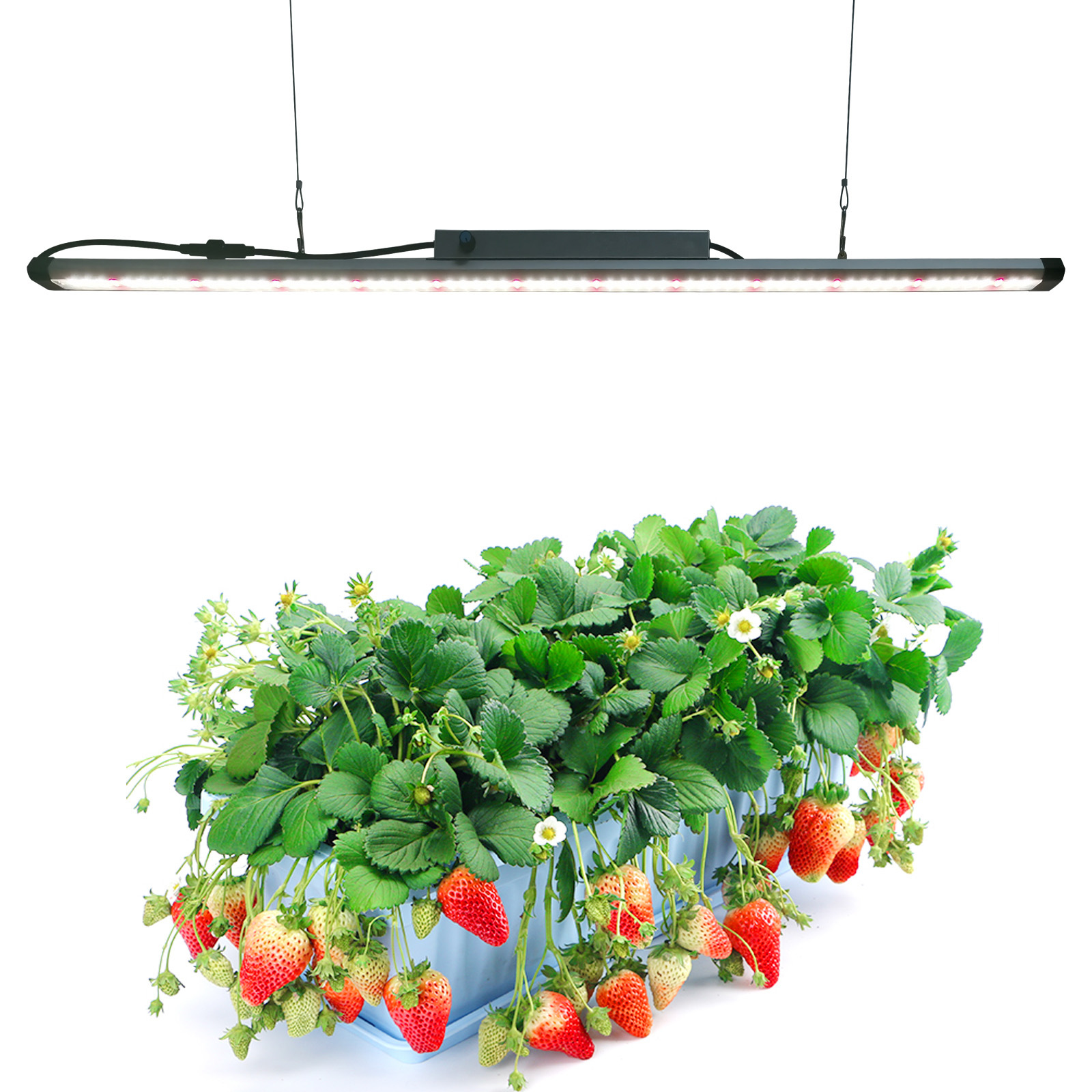 IP65ˮֲưܵ0~4000K 660nm ˮֲư