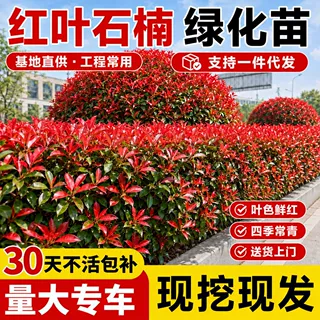 红叶石楠树苗木室外工程围墙绿化庭院四季常青花卉绿植物好养耐寒
