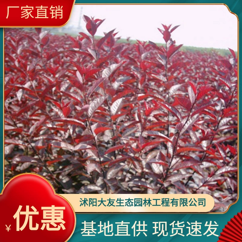 Базовая оптовая продажа Самодельный фиолетовый лист Карлик Сакура Рассада дерева Живописный район Ландшафтный дизайн Дорожный садовый проект Озеленение рассады