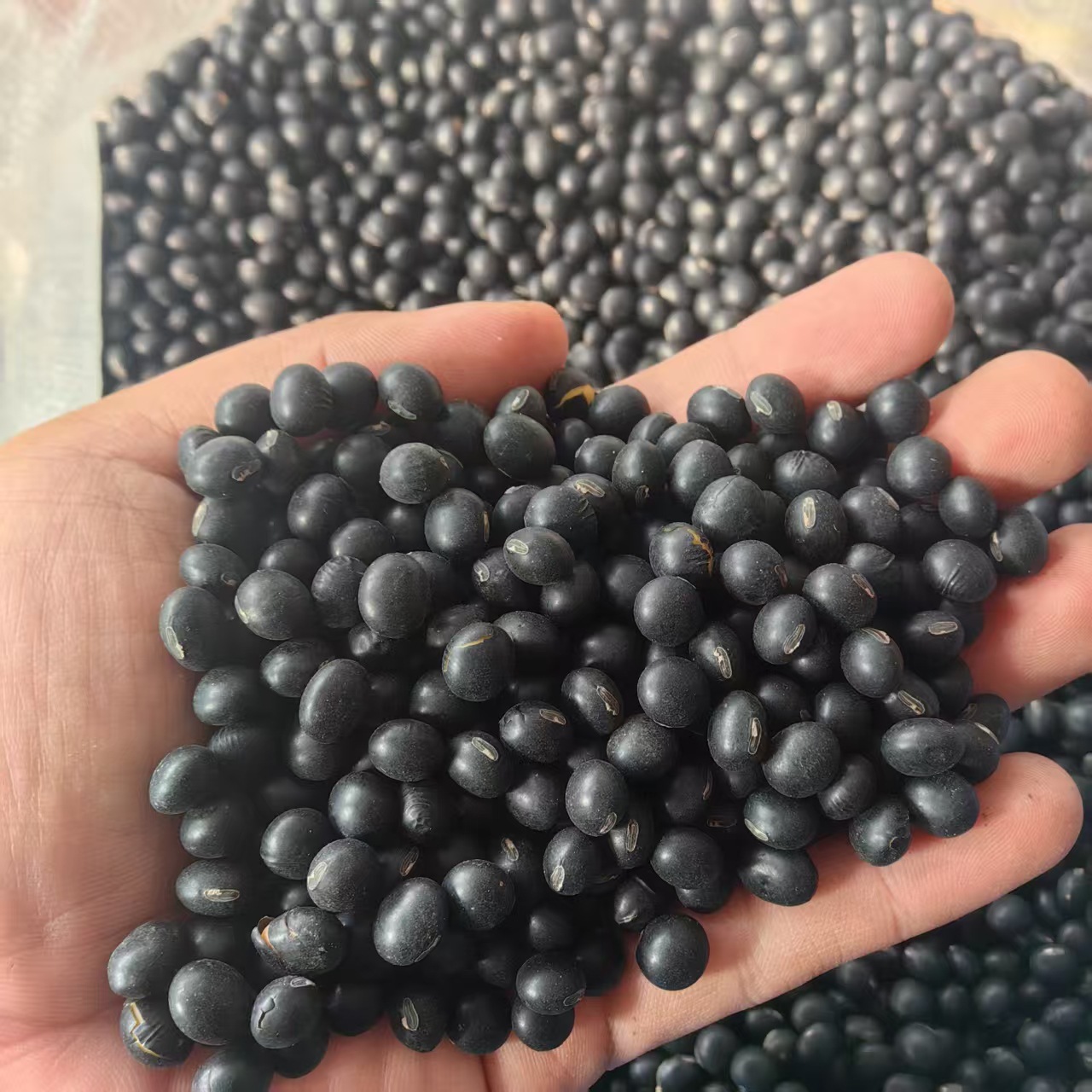 Northeast Yellow-Heart Black Beans Hei Dou 2025 New Season Dried Whole Beans for Cooking and Herbal Use key features