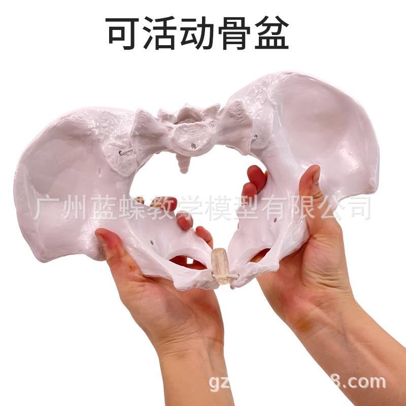 ��̬��ѧ����ɻŮ�Թ��輰�ӹ�ģ����ǻ�ṹ������׼��⿵��