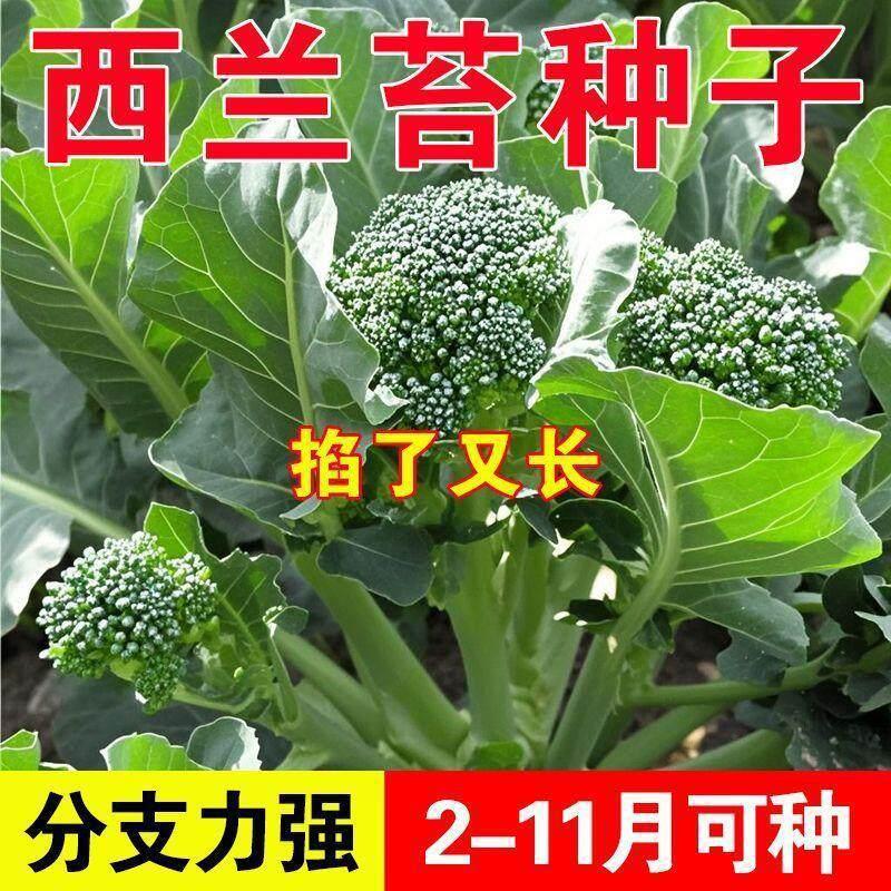 美味西兰苔种子西兰花芥兰杂交脆嫩清甜50天采收蔬菜种籽【约300