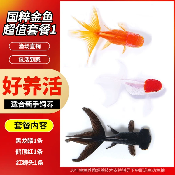 [新卡其色 金鱼套餐1]