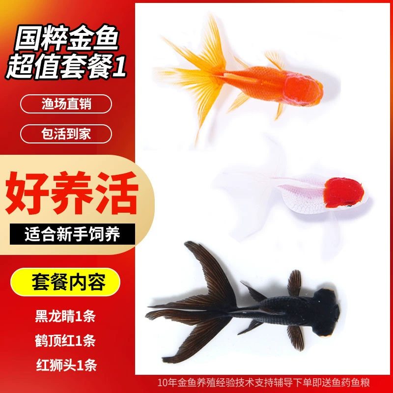 Pack of goldfish ornamental fish small freshwater easy care coldwater fry beginner baby goldfish ranchu koi
