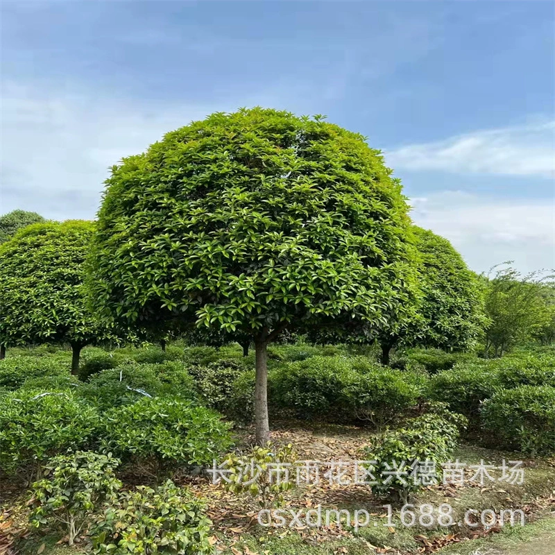 Оптовые деревья османтуса Хунань 3-5-6-8-10-12-14- 16-18cm высококачественные саженцы османтуса с полными характеристиками