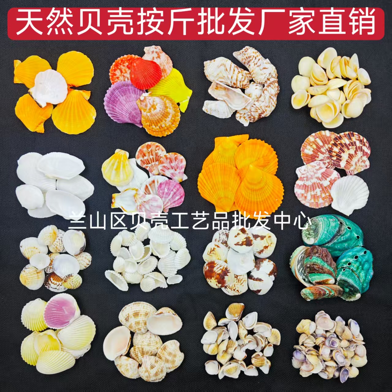 贝壳天然贝壳海螺按斤卖手工dry鱼缸造景多款厂家直销贝壳批发