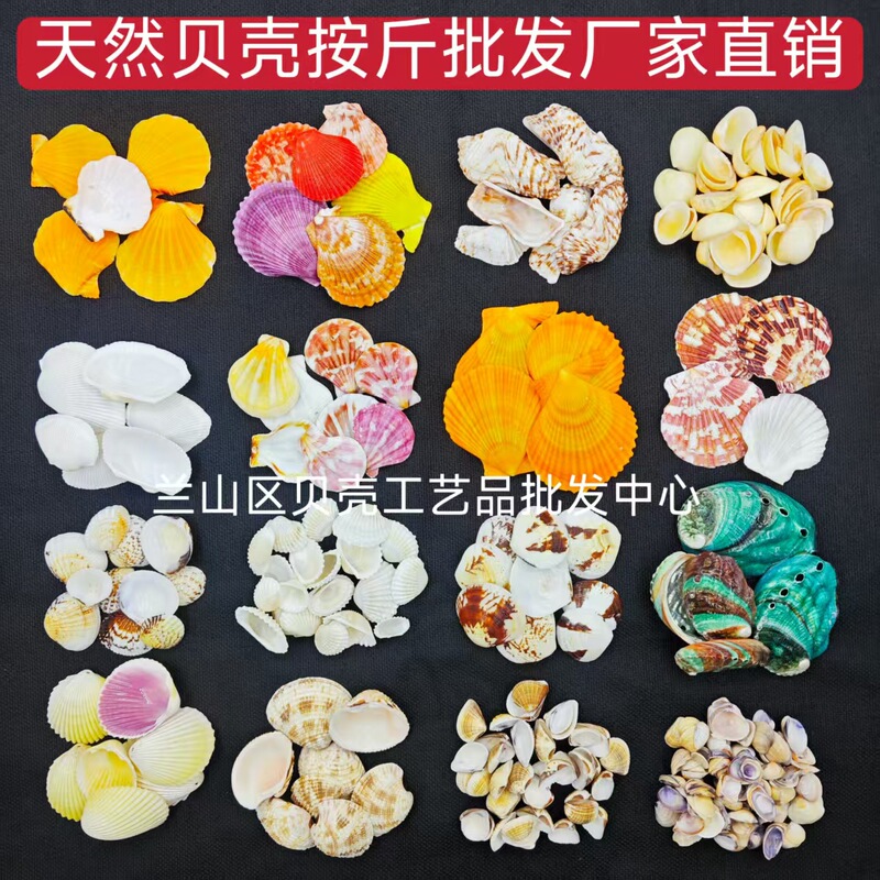 Natural Shells, Sea Shells, Conch Shells Sold by the Pound, Handmade Dry Shells for Aquarium Landscaping, Various Styles, Direct Sales from Manufacturers, Wholesale Shells Natural Shells, Sea Shells, Conch Shells Sold by the Pound, Handmade Dry Shells for Aquarium Landscaping, Various Styles, Direct Sales from Manufacturers, Wholesale Shells