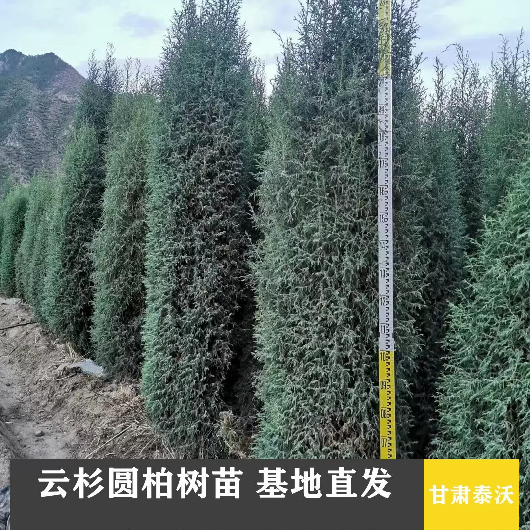 基地直供工程绿化苗木圆柏树苗 园林绿化防护工程圆柏苗耐寒耐冻