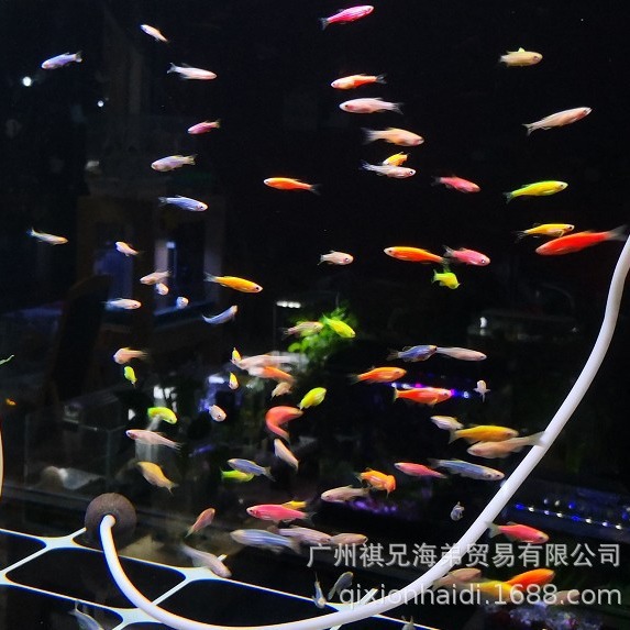 Fluorescence colorful zebra