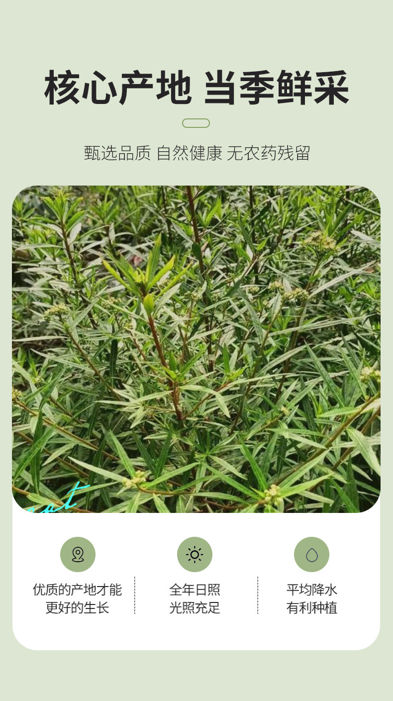 Gan Huang Cao Tea Dried Penthorum chinense Leaves Stems and Flowers 500g Bulk Loose Herbal Tea quality and texture