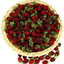 ����ˮ��Ұ��Ұ��ݮ������Ұ��÷�Ҿ��b[�����P�Ɍ��b���