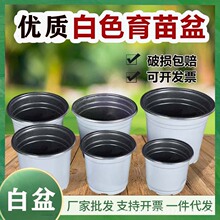 白色双色育苗花盆塑料多肉育苗盆大口径大号基地优质育苗盆