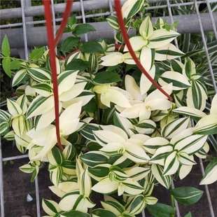 �������m���~����÷�ͮ���Y���Ų��҃���ꎴ�������ȩ�Gֲ����