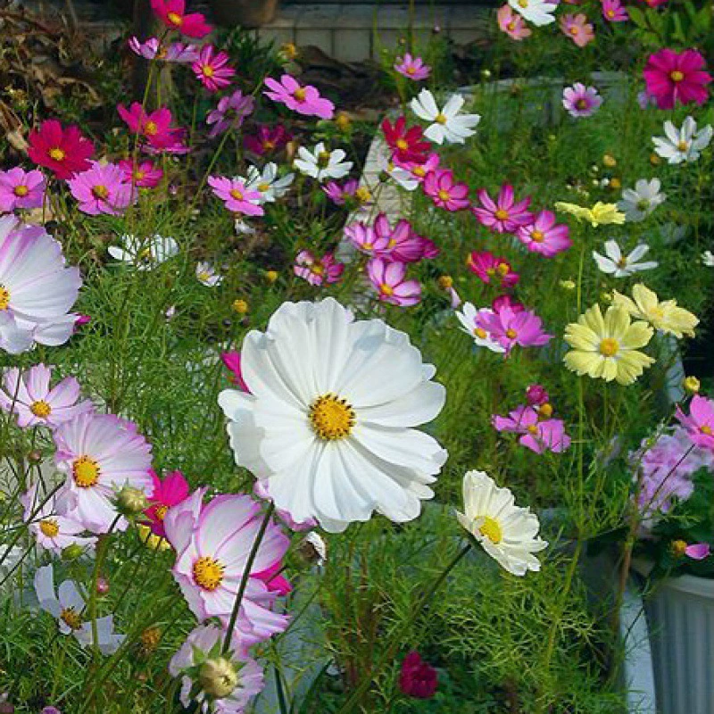 Космос Хризантема семени гесанг цветок семена четыре сезона посев цветок легко жить Двор Пейзаж балкон горшок сад
