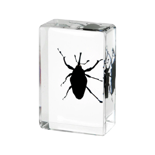 4.5CM Small Bamboo Weevil