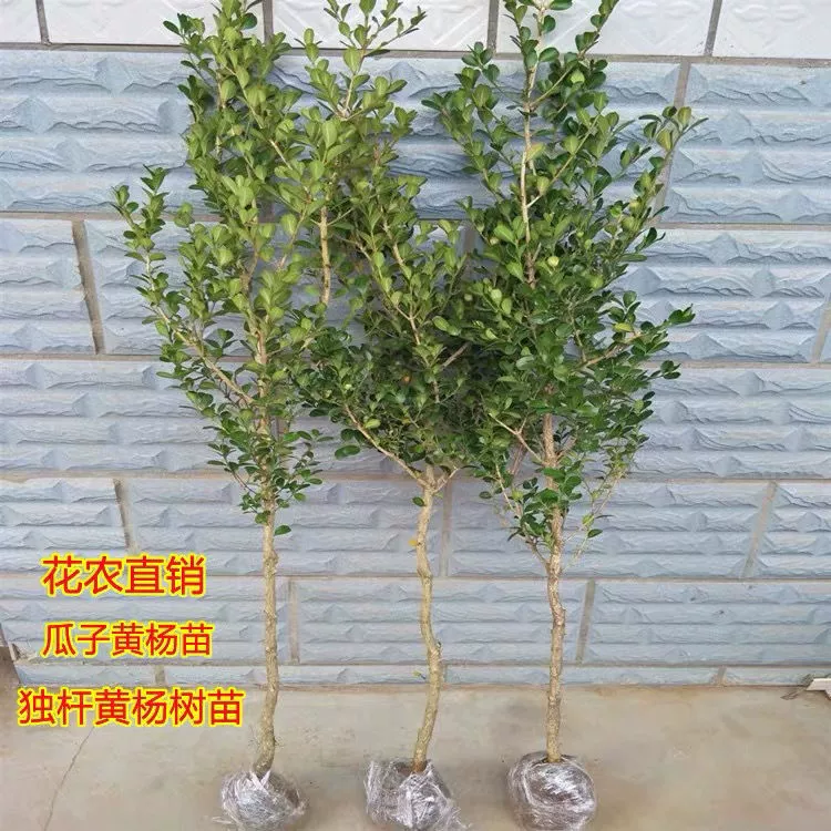 Основа оптом однополюсные мелколистовые саженцы желтого тополя в горшке однополюсные семена дыни Желтый Тополь Высокополюсный мелколистовой желтый тополь
