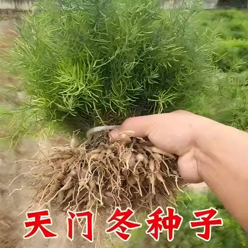 天门冬种子中药材门冬种籽四季种植高产易活盆栽阳台庭院蔬菜种子