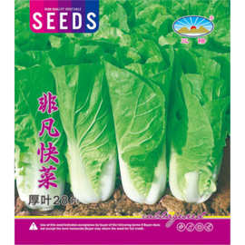 速生快菜四季奶油小白菜鲜嫩阳台小院 厚叶28甜快菜 四季快菜种子