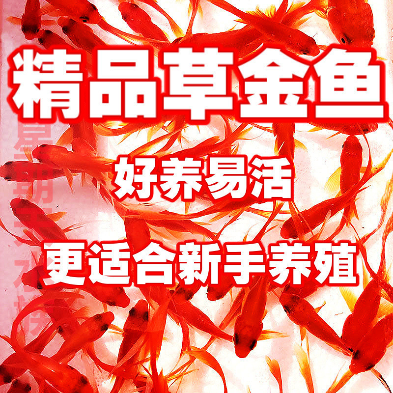 観賞魚金魚の苗は死んではいけません。金魚の小魚は生きています。|undefined