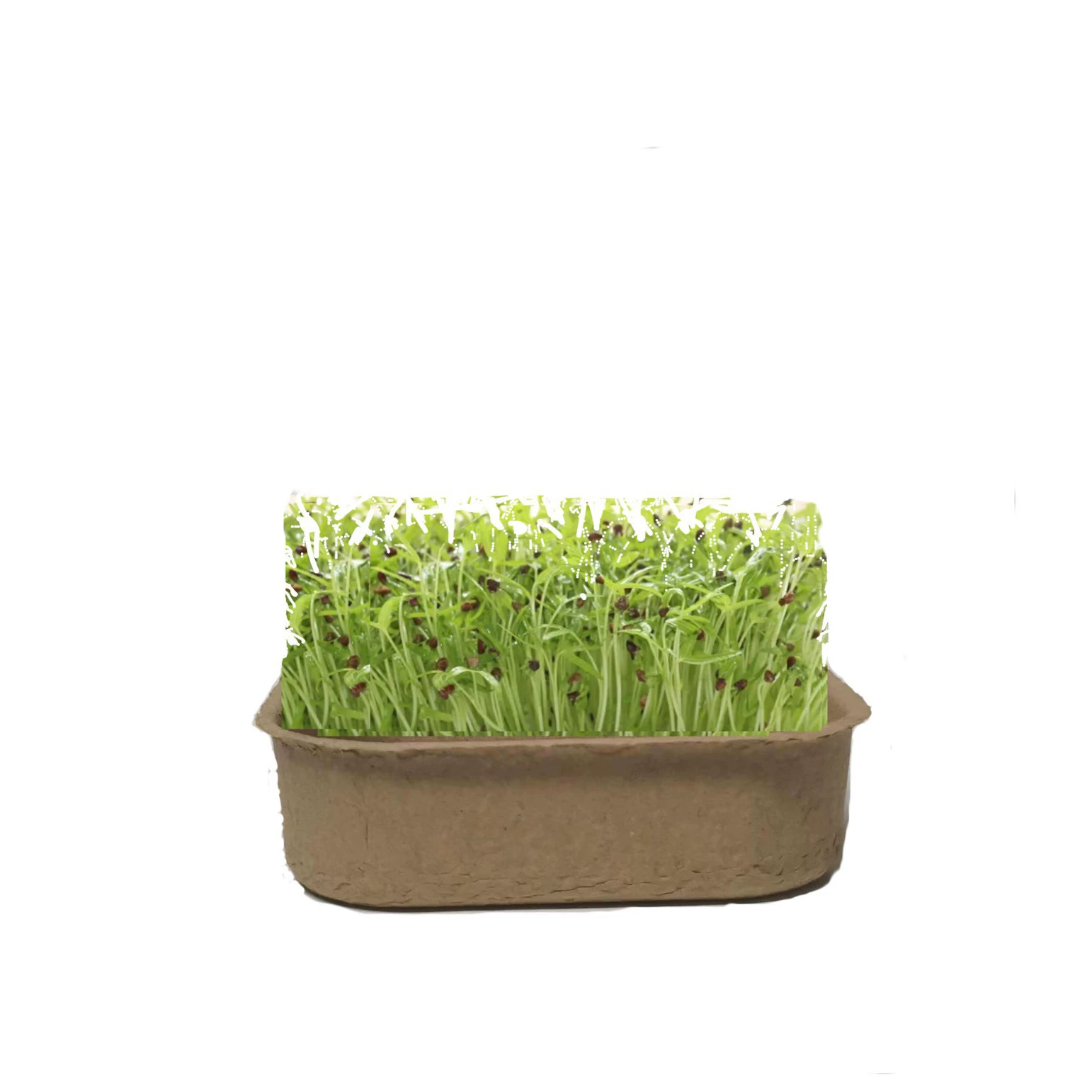 Коробка для посадки разлагаемой целлюлозы Садоводство Ящик для рассады Выделение рассады Зеленое растение для горшечных растений Балкон Теплица Детское поле