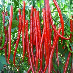 8819�����N������������������Ƥ�t�����߮a�����r�Ҵ����߲˷N��