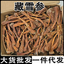 藏雪参 藏血参云南西藏藏雪参大货批发代发