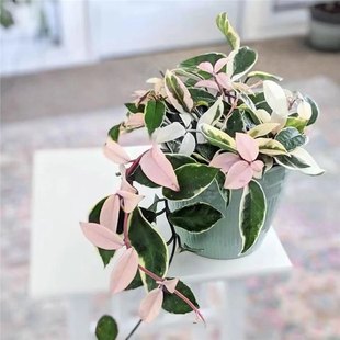 ���~���m��ɫ�\ɫ���߅���ܾGֲ�̨������Ԯ�_��ֲ�������҃�