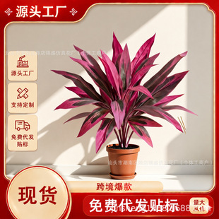 �F؛��ʽ�羳����R�d������Ѫ�����ľ�콶�G�����~�Gֲ���
