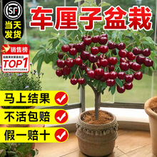 ���ڹٷ��ش�̖܇���Ә����ϱ����Nֲ�ͺ�����܇���ә�������Ş��