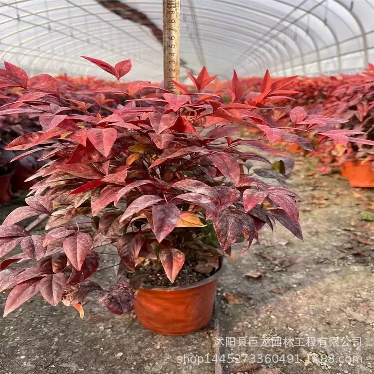 Саженцы бамбука Нантиан, инженерные саженцы для зеленения, пламя, саженцы бамбука Нантиан, красные саженцы бамбука Нантиан, пламя, бамбук Нантиан, двор, морозостойкий