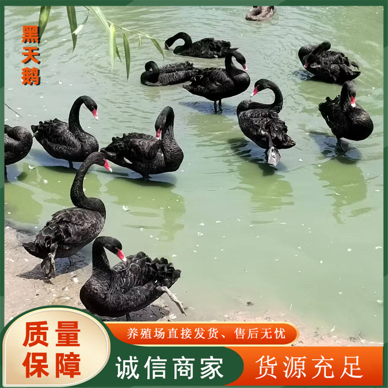 7f715dd92cc477641fa79099265ea0