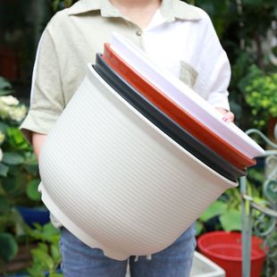 �Ӻ��ش�̖�����軨��Gֲ���Ϙ�֬�A���҃�ֲ��h���͹��仨����