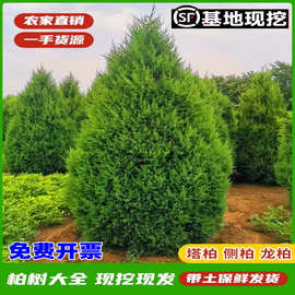 柏树树苗 塔柏 扁柏松柏侧柏树苗圆柏松树宝塔松龙柏苗绿化四季青