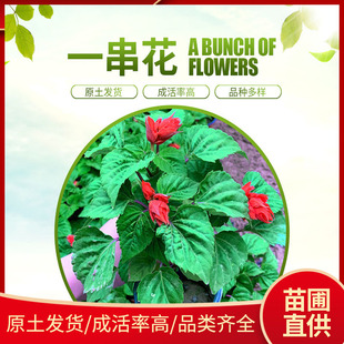 һ���t�������� �m�ϻ������̾G�� ���ܹ��@�b�1��[���lһ���t