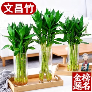 �Ĳ��񎧸�����ˮ�฻�F���҃�ˮ��ֲ���D�\�^�����ӿ͏d�^�~�Gֲ