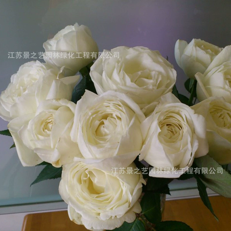 Сочельник Свадебная дорога чисто белая многосезонная Цветущая ароматная Роза рассада Роза в горшке балкон цветочное растение