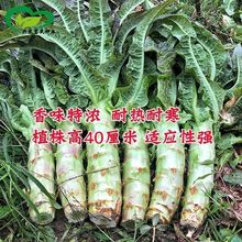 �ļ��n�S�N���n�ķN����t�߲������＾����Ѳ˷N�����ѷN��ȫ