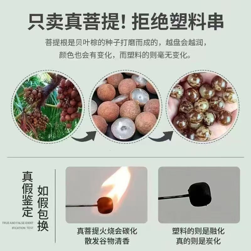 菩提介绍