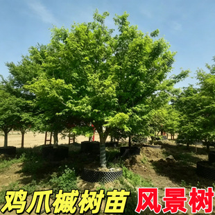 �uצ�ʘ����ͺ��t���ļ��^�p�~����辰ͥԺ�e����Ժ������ľ����