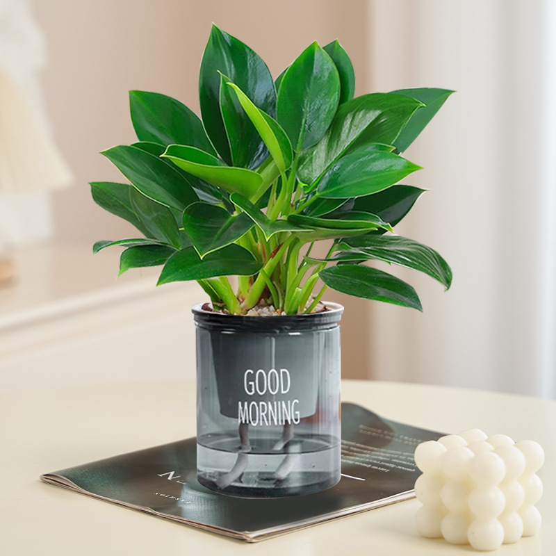 [패션뉴스타일] 골든다이아몬드 20cm 3그루(그레이 굿모닝 화분) + 영양액