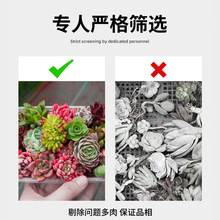 ����ֲ���҃�С���Դ��w���B�Gֲ�ﻨ�����l�r���F؛�҃����״��
