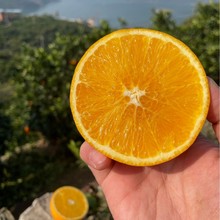 重庆奉节脐橙纽荷尔10斤装一件代发现摘速发江边果园当季水果橙子