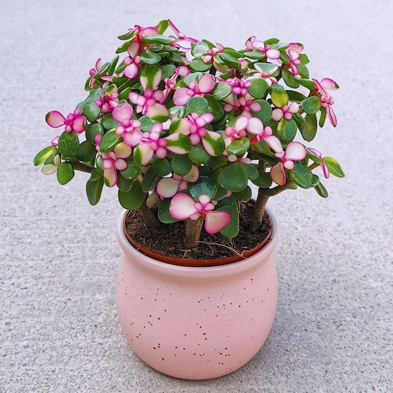 b4a401b1-dd29-4209-a702-29c24e782c39.jpe