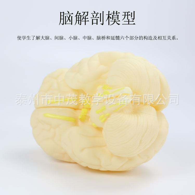脑解剖模型J3307型小学初高中大脑模型脑部构造关系解剖教学模型