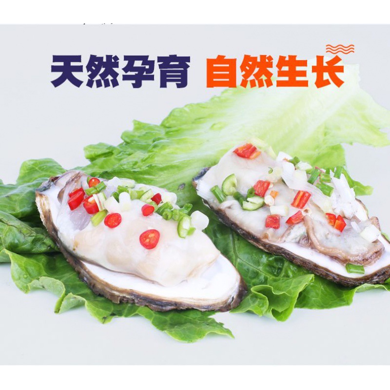 乳山生蚝鲜活新鲜海蛎子10特大海鲜牡蛎肉水产5斤源工厂一件批发